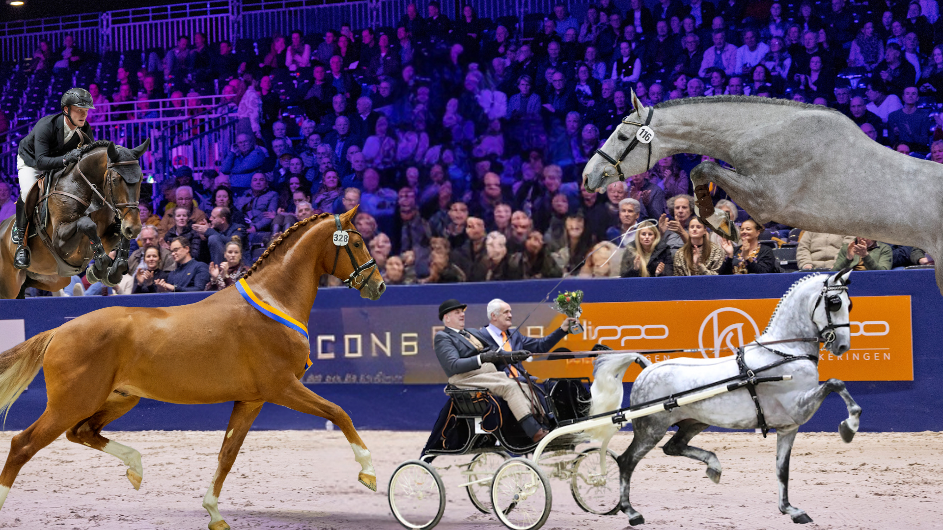 KWPN Stallion Show 2026