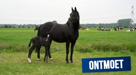 KWPN Ontmoet - Stal Willig