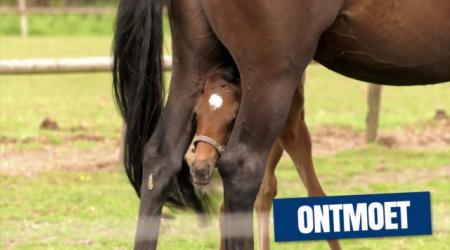 KWPN Ontmoet - De Bemi Hoeve
