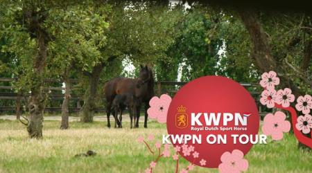 KWPN on Tour - Tokio 2021 - Tim Coomans