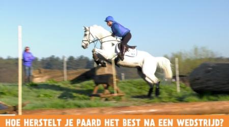 Het Vragenminuutje - Hoe herstelt je paard het best na een wedst
