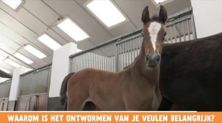 Het Vragenminuutje - Waarom is het ontwormen van je veulen belan