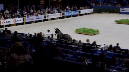 Presentatie aangewezen hengsten Groep 3 - 429-532-466-493-430-53