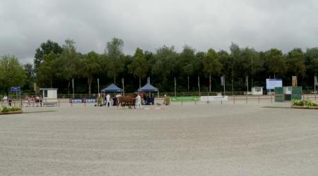 Nationale Veulenkeuring - Hengstveulens Gelders Paard