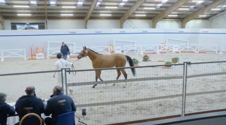 812. SWEET CHILD O'MINE CFH 