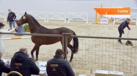 140. TURFHORST INVICTUS