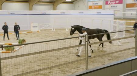 517. Thesla van de Zietfort