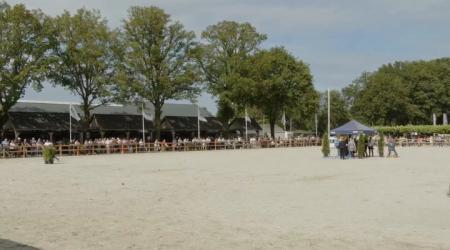 Tuigpaarden goes Friesland