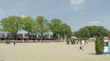 Negen jaar en oudere merries in het tuig