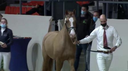 Groep 1 - Aangewezen Gelderse hengsten