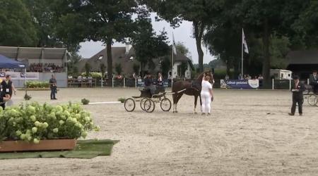 tuigpaard van het jaar - Fantijn