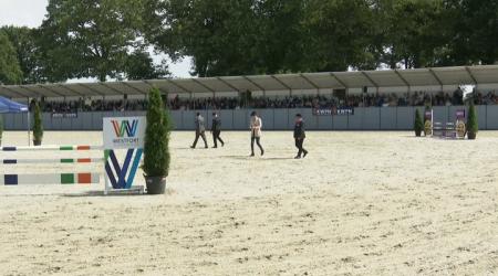 Nationale Tuigpaardendag 2023 - Goedgekeurde hengsten om de Mann