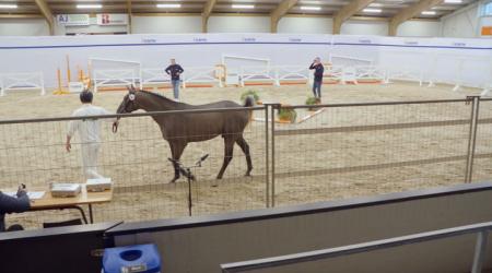 141. STREET SENSE VDL Z