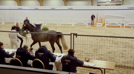 056. THE GLOBAL''S BOY