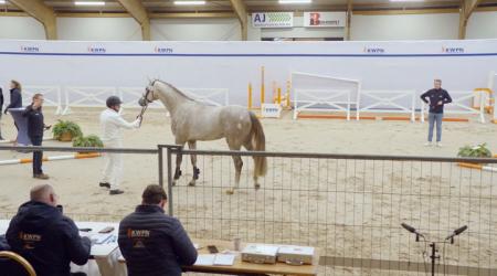 058. DETROIT VAN DE HAGENHORST