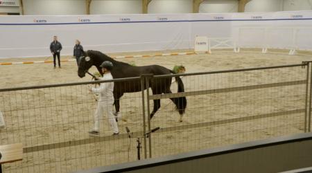 438. TUMBS UP TAONGA