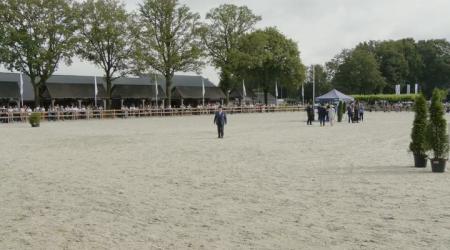 Vijf- en Zesjarige fokmerries