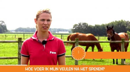 Het Vragenminuutje - Hoe voer ik mijn veulen na het spenen?