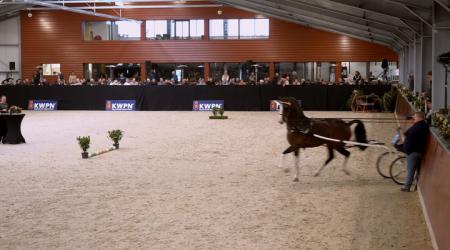 Show Goedgekeurde Hengsten - Deel 2