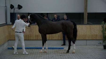 Eerste bezichtiging Tuigpaard Straatje - Groep 5