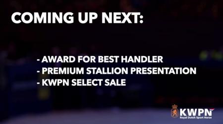 Primering en kampioenskeuring - Springhengsten