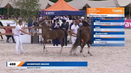 Open NVK - Hengstveulens Tuigpaard (groep 3)