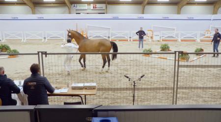 123. TALIAFICO ANEMONE RT