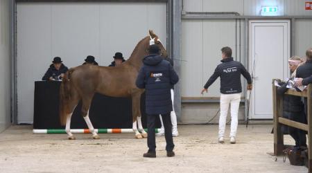 Hengstenkeuring Tuigpaard 2026 - Straatje (Groep 5)