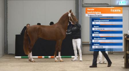 Hengstenkeuring Tuigpaard 2026 - Straatje (Groep 3)