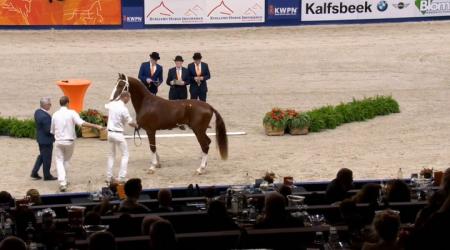 Macho VH Fledderbosch