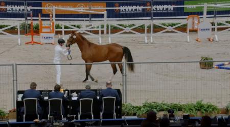 142	PEPITO VD DASSENHEIDE