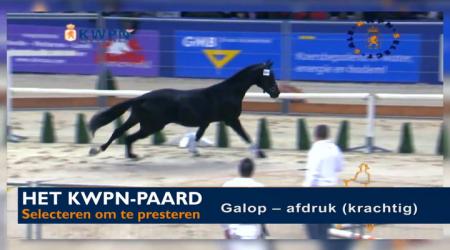 Galop - afdruk