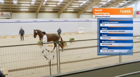 365. Tango Ferguson Tarpania