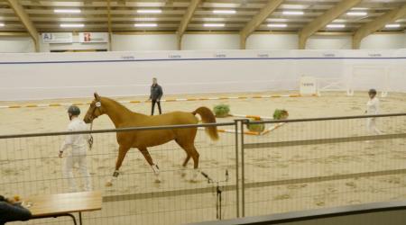 604. Tinus van het Woldhuis