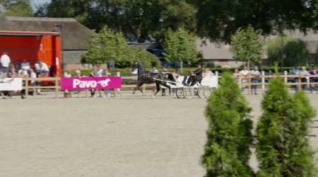 Westfort Hengstencompetitie