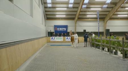 Straatje Tuigpaarden