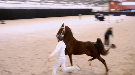 Show Goedgekeurde Hengsten - Deel 3