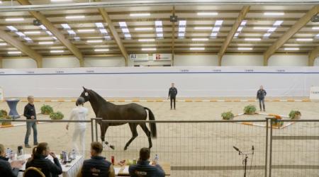 392. TSAVO VAN T STUDUTCH