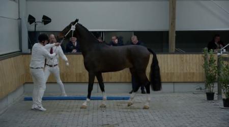Eerste bezichtiging Tuigpaard Straatje - Groep 4