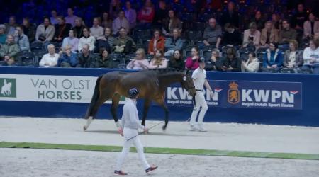 Presentatie Aangewezen dressuurhengsten groep 3