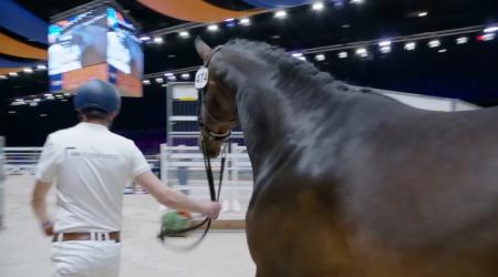 474 SOLARDE VAN DE HERKENHOEK