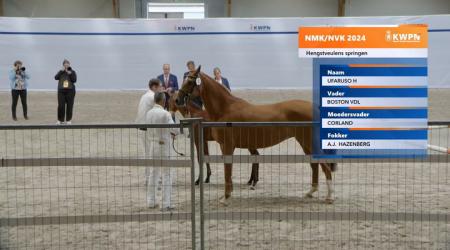 Nationale veulenkeuring - Hengstveulens springen (groep 2)