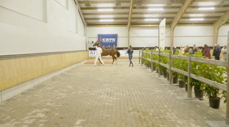 11 december - Straatje (Gelderse hengsten)