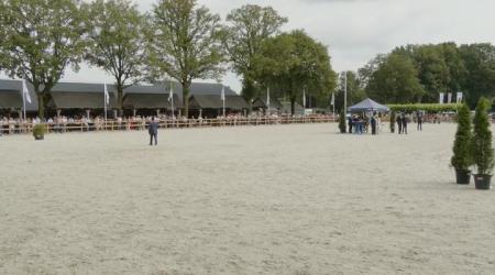 Zeven- en achtjarige fokmerries