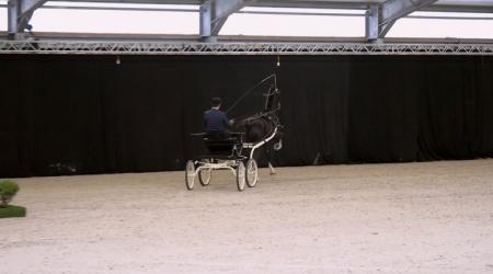 Show Goedgekeurde Hengsten - Deel 1