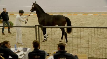 477. TIME TO DANCE NOREL