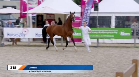 KWPN Kampioenschappen - Gelders Paard