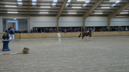 Show Goedgekeurde Hengsten - Groep 1