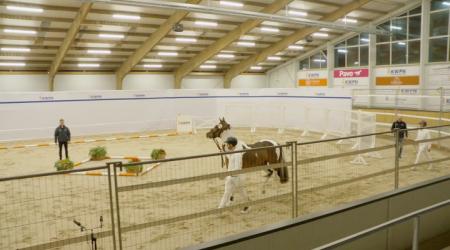 603. Triple Colours van de Rheehoeve