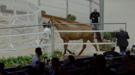 103	WINSOME VAN 'T KONINGSBOS